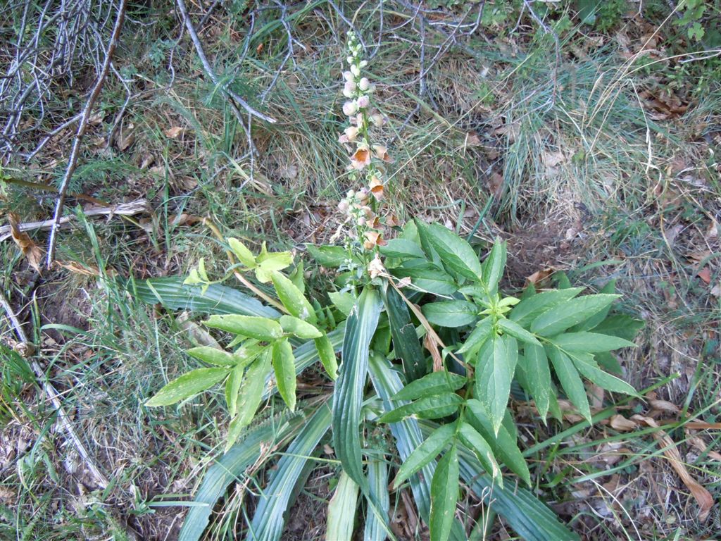 Passo Godi (AQ) : Digitalis ferruginea